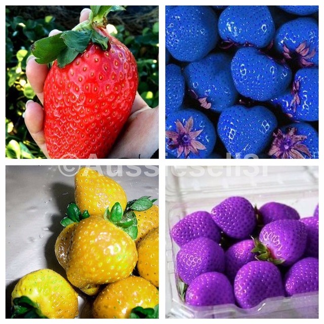 50 Strawberry Seeds Bulk Mix Large, Blue, Yellow, Purple