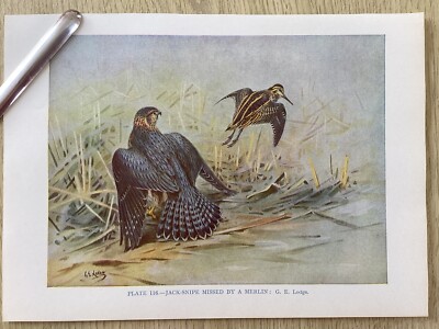 JACK SNIPE MISSING BY A MERLIN, .Birds, Colour Print
