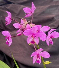 Spathoglottis plicata, Rooted Terrestrial Orchid Plant Shipped in 3" Pot