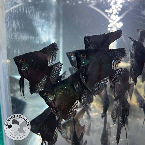 Assorted Fancy Angelfish Live Fancy Fish – Pinoy Ghost Angelfish – Rare Line-Bred Pterophyllum ...