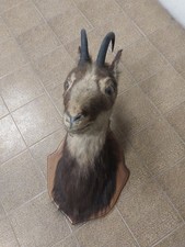 Trofeo Di testa di CAMOSCIO imbalsamato Tassidermia Stupendo Perfetto