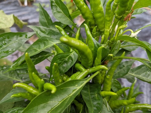 SEED- Yatsufusa or Yatzy Hot Pepper- Chilies Japones- For Shichimi Togarashi - Bild 4 von 8