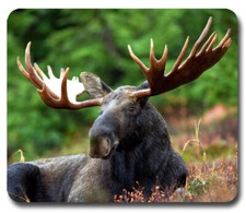 Bull Moose w/ Rack  Mousepad / PC Mouse Pad  Gifts for Hunter Hunting Outdoors