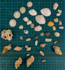 Assorted Natural Sea Shells Collection Beach Decor Craft Supplies Mixed Shapes