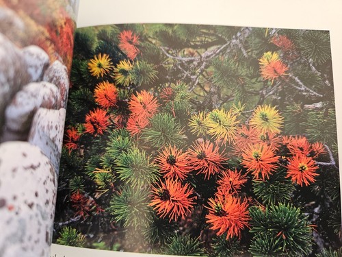 Choose One - National Geographic Society Hardcover with Dust Jacket - Picture 519 of 726