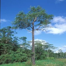 100++  Superior Acacia Seedss (Acacia mangium) for Plantation or Reforestation
