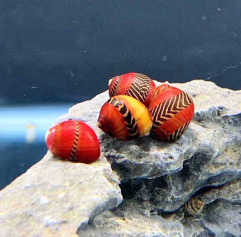 6x Red Racer NERITE SNAILS Aquarium Snail Moss Java Shrimp | eBay