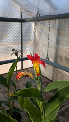 Cana indica, Wildform.