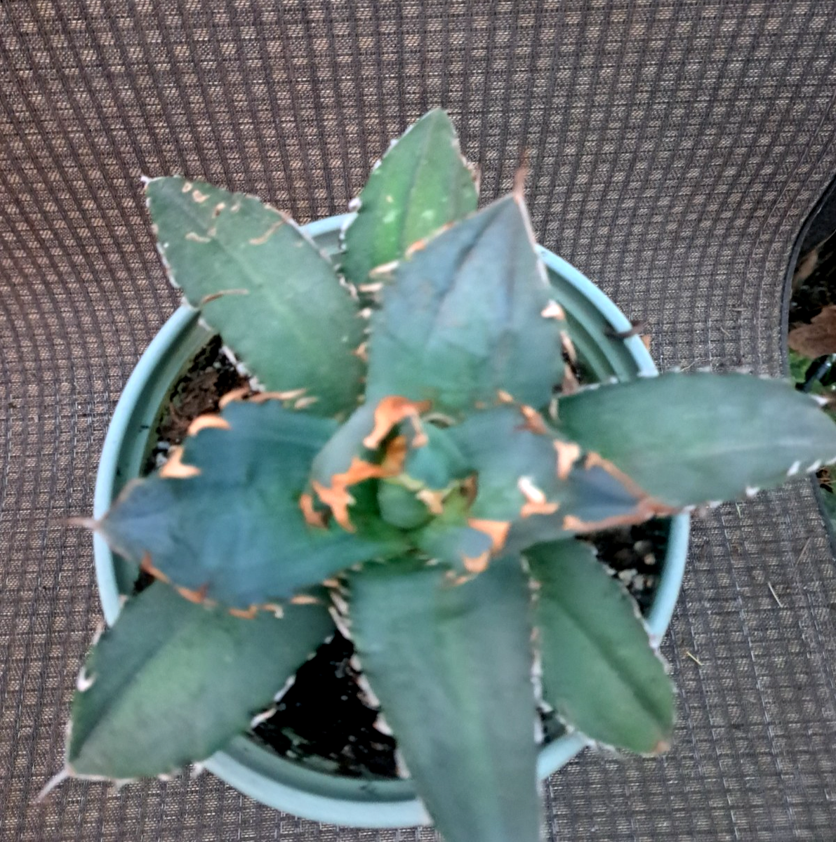 Agave Titanota sp Plant | eBay