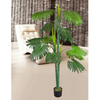 alocasia longiloba variegata Bulbs Alocasia Longiloba Albo Variegata  Green and White Plants