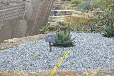 Foto 6x4 Agave Montana Brentford um 2016
