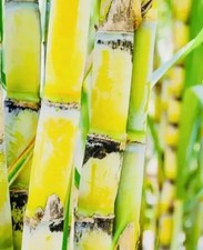 1 Big SUPER SWEET RARE Organic Yellow Sugarcane plant well rooting