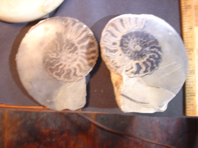 Fossil ammonite, nice size, polished.