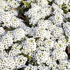 Tiny Tim Alyssum Seeds | Heirloom | White Alyssum | Free Shipping | 1213
