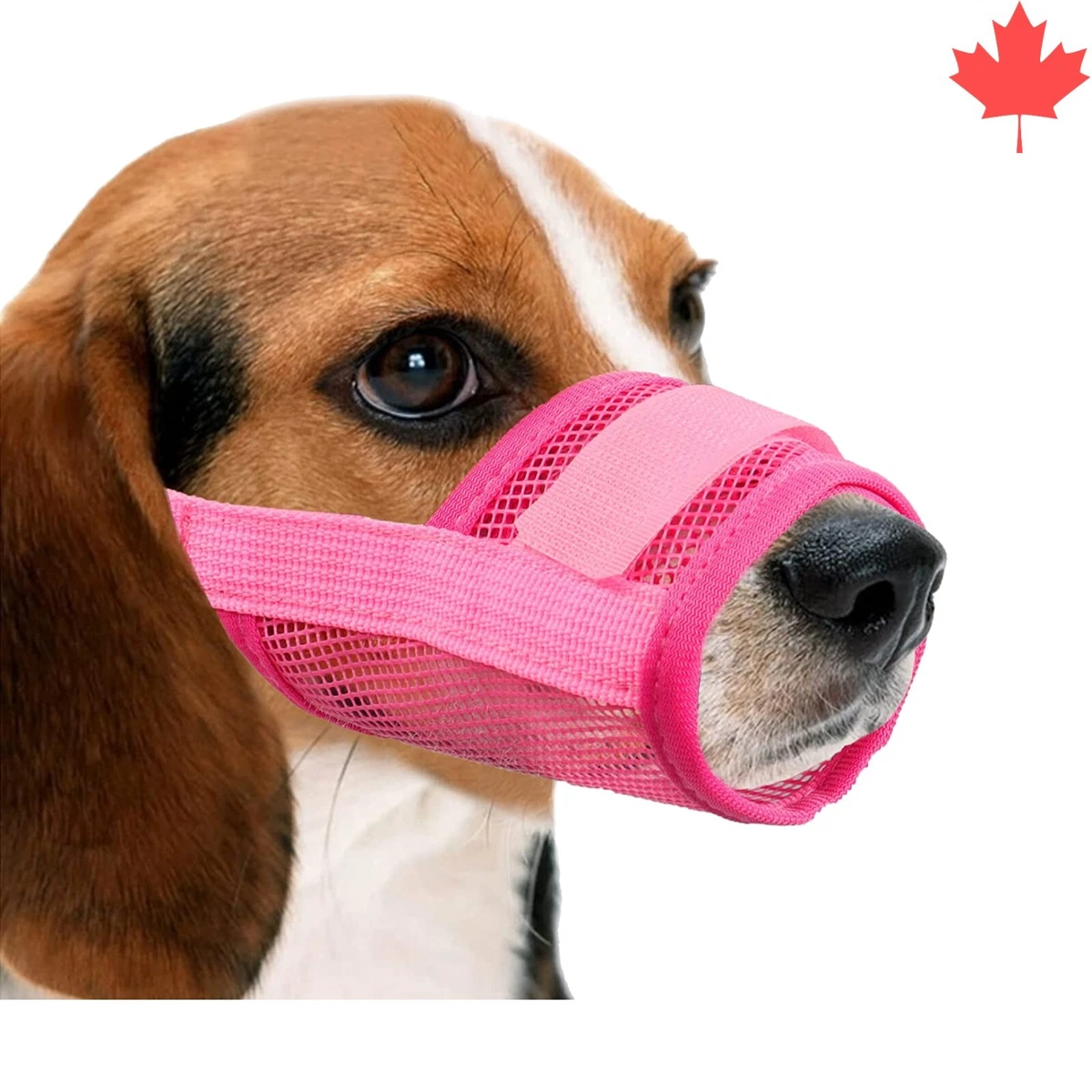 Most top humane muzzle
