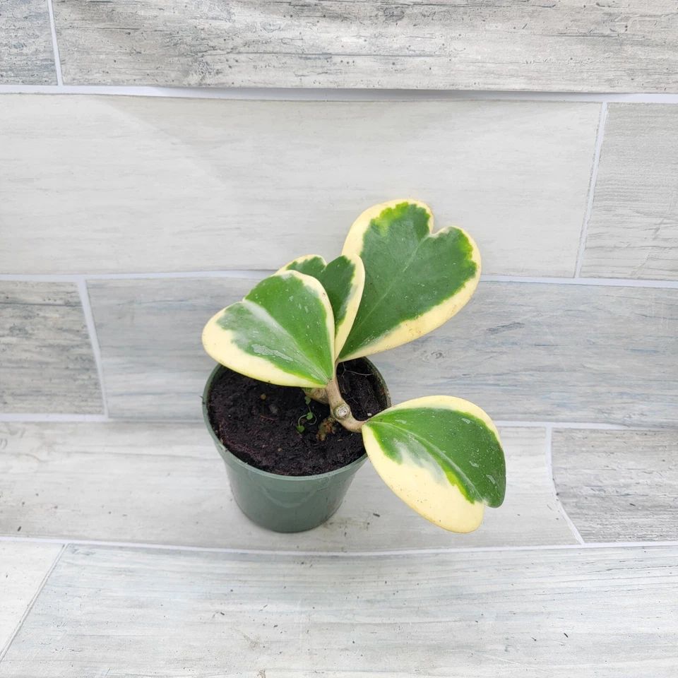 Variegated Hoya Kerrii live rare house plants in 4 inch nursery planted pot - Image 3 of 4