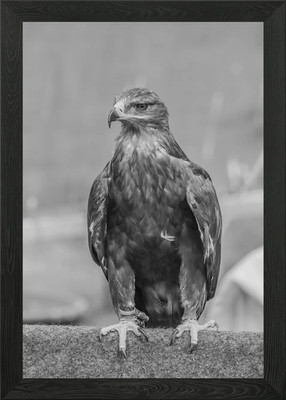 Aquila Nipalensis Framed Wall Art Poster Canvas Print Picture