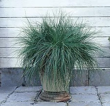 Festuca glauca Festina MSP    100 seeds