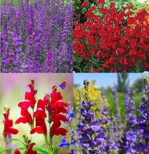Penstemon PURPLE DREAM MIX Perennial Beardtongue Red for Hummingbirds 200+ Seeds