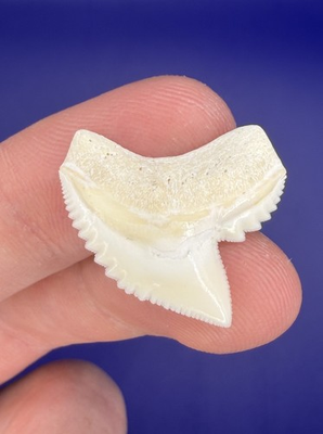#ad Quality White Serrated Modern 1” Tiger Shark Tooth $24.00