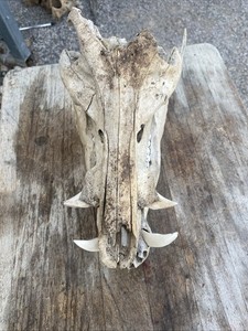 Wild Boar Full Skull Feral Hog Pig Tusk Cabin Decor Taxidermy Teeth