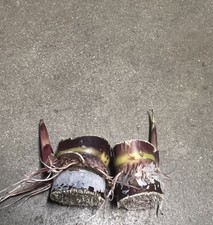 2 Rooted Dark Purple Sugarcane Cutting Sweet And Juicy Ready To Plant