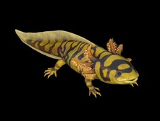 Fallout 76 - PC - Banded Axolotl