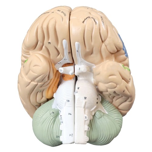 Vision Scientific VAB472 2x Color Coded Functional Brain-4 Parts | 9 Colors - Picture 2 of 6