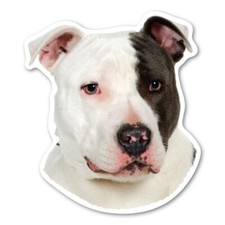 Pitbull Magnet