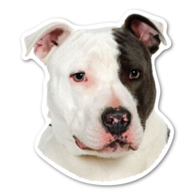 Pitbull Magnet