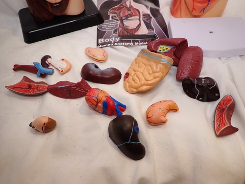 10 Inch Human Anatomy Models for Kids - Removable parts are all there Klaybear - Picture 5 of 8
