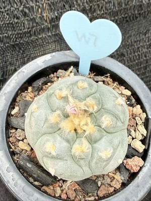 6.3CM RarecactiSucculent Plant LW homeGarden beautiful pot seedgrowth WYSIWYG W7