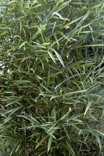 Bambusa Malay Dwarf Variegated Bamboo– 1 Division / Starter Plant - Non-Invasive - Picture 4 of 11