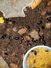 LITTLE KENYAN ROACHES 25 ROACHES, Great Feeder. FREE SHIPPING 
