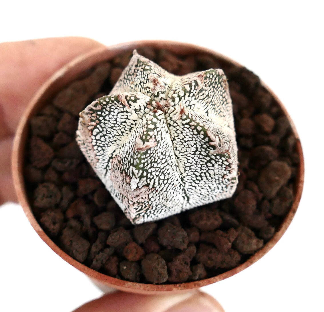 Astrophytum myriostigma cv ONZUKA 2,5cm - Sombrero de obispo | Astrophytum