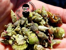 200+ Blue Leg  CLEAN UP CREW