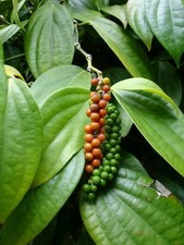Pure Organic Whole Black Pepper Seeds Premium Quality Ceylon Spices 50g