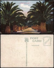 Cartolina California Generale A Palm Drive California USA 1913