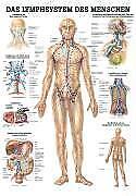 Thumbnail - Anatomische Lehrtafel. Das Lymphsystem Des Menschen. 70 X 100 Cm