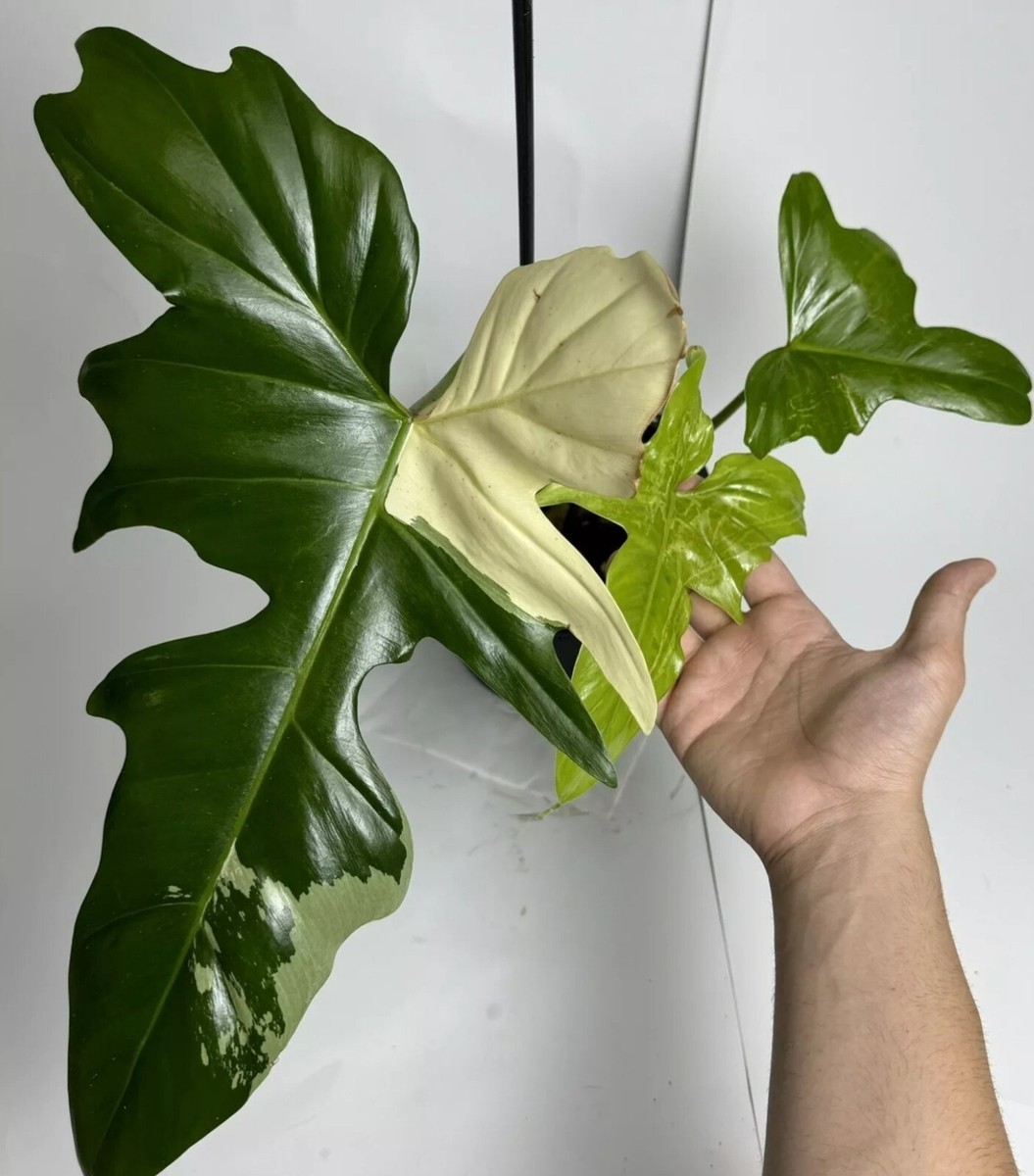 physalis alkekengi plant Chinese Lantern Seeds, Japanese-Lantern Seeds (Physalis alkekengi) main image 0