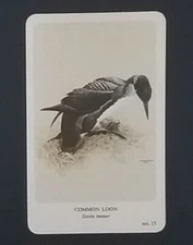 General Cigar Company Trading Card - No. 15 Common Loon - Card 2