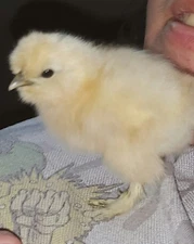18 Silkie Hatching Eggs