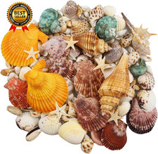 135 PCS Sea Shells Mixed Beach Seashells Starfish Colorful Various Sizes...