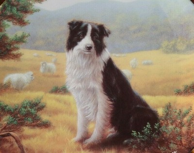 trade me border collie