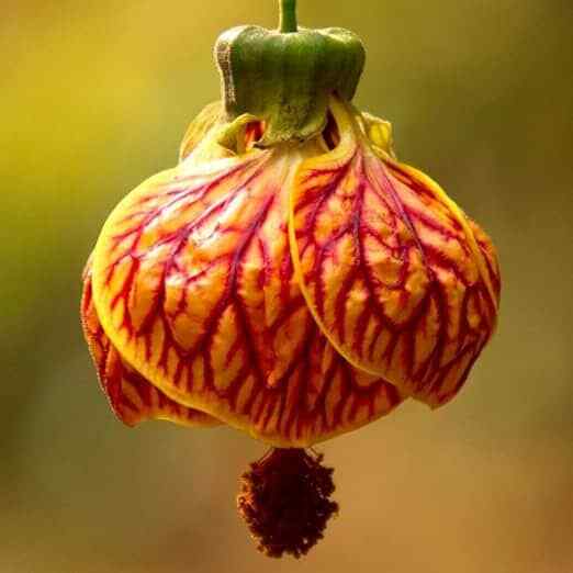 20 Crimson Gold Chinese House garden flower seeds for spring summer Gold Red co