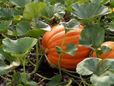 #ad PUMPKIN SEED MAMMOTH GOLD HEIRLOOM NON GMO 100 SEEDS LARGE PUMPKINS $5.99