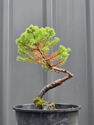 Juniper Bonsai Starter EXPRESS POST - image 1 of 4