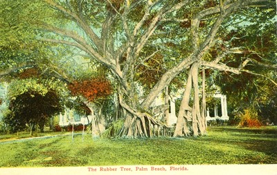 Palm Beach,FL. The Rubber Tree | eBay
