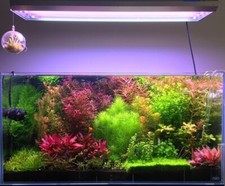 live aquarium plants 14 Stems Live Aquarium Plants PackAge Gorgeous  
