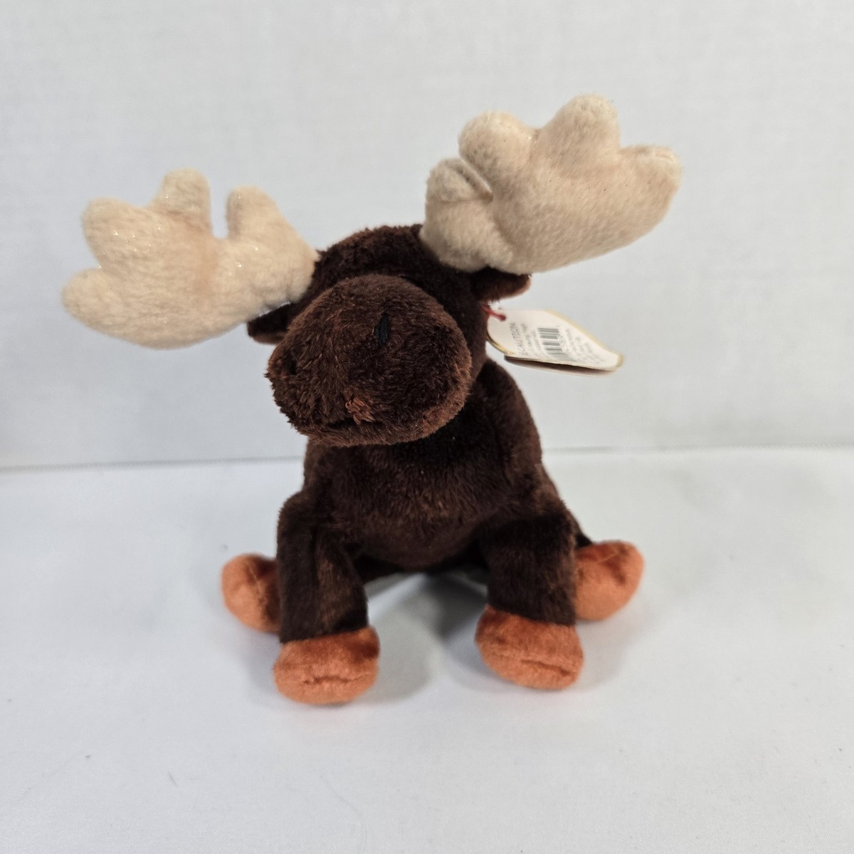 Beaniebaby　ジュエルオーキッド５株 Beaniebaby ジュエルオーキッド2株セット(2118,022) Beaniebaby